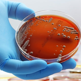 Petri dishes for cell culture and scientific research, Medilab Marketplace.